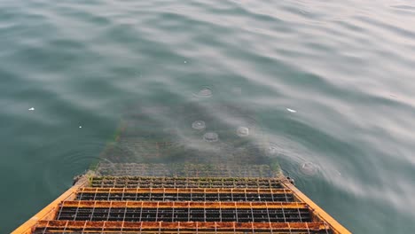 On-February-24,-2024,-Fried-egg-jellyfish-swims-on-the-surface-of-the-seawater-along-the-coastline-of-Sharjah-in-the-United-Arab-Emirates