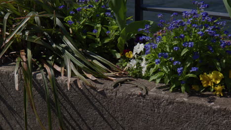 Dos-Lagartos-Skink-Tomando-El-Sol-En-El-Jardín-Junto-A-Las-Flores-En-Flor-En-Bellagio,-Italia