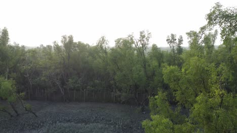 Ariel-view-shot-of-Sundarban,-which-is-one-of-the-biggest-tiger-reserve-forest-in-Asia