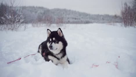 A-Bone-Has-Been-Tossed-to-an-Alaskan-Malamute-in-Deep-Snow---Static-Shot