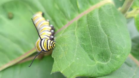 Monarch-butterfly-caterpillar-eating-milkweed,-Northern-Michigan,-macro-shot