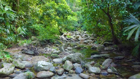 Shallow-rocky-stream-flowing-through-lush-jungle-rainforest-in-Minca-Columbia