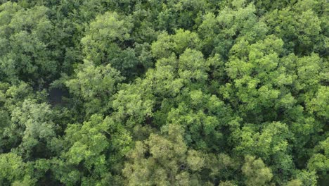 Vista-Aérea-De-Sundarban,-Que-Es-Uno-De-Los-Bosques-De-Reserva-De-Tigres-Más-Grandes-De-Asia.