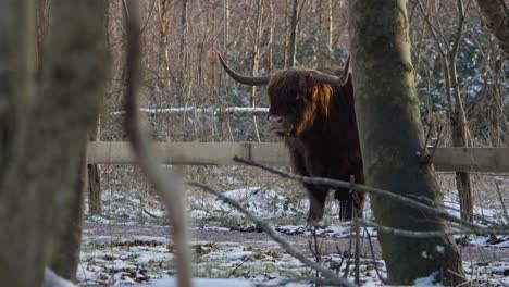 Vaca-Peluda-De-Las-Tierras-Altas-Rumiando-En-El-Corral-Del-Bosque-De-Invierno,-Exhalando-Vapor