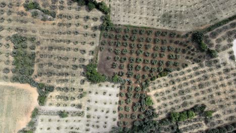 Les-Baux-de-Provence-olive-orchard-plants-arranged-in-perfect-pastel-green-rows,-drone-descends-in-zenithal-top-down-view