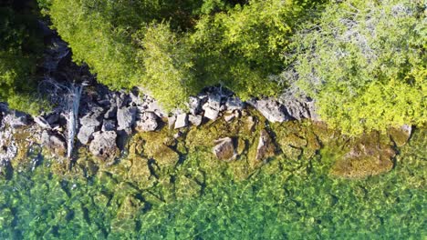 Aerial-top-view-over-the-crystal-clear-water-along-the-Georgian-Bay-shoreline-with-rocks-and-pine-trees,-Ontario,-Canada