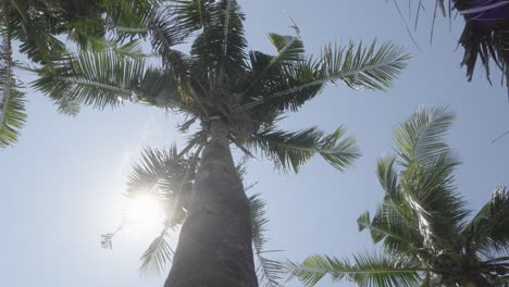 Sunny-warm-tropical-blue-sky-dotted-with-palm-tree-fronds-swaying-slowly-in-wind