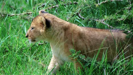 Löwenjunges-Ruht-Auf-Einem-Schattenplatz-über-Grünem-Gras-In-Masai-Mara,-Kenia