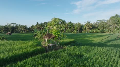Drohnenschuss-Mit-Schwenk-über-Reisfelder-In-Ubud,-Bali,-Indonesien-Bei-Sonnenaufgang