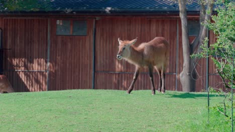 Antelope-Kobus-Ellipsiprymnus-Pastando-En-El-Césped-Frente-Al-Cobertizo-De-Madera-En-El-Zoológico