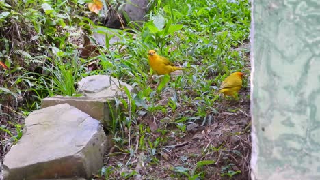 Two-golden-canaries-flitting-among-green-foliage-and-stones,-vibrant-nature-scene