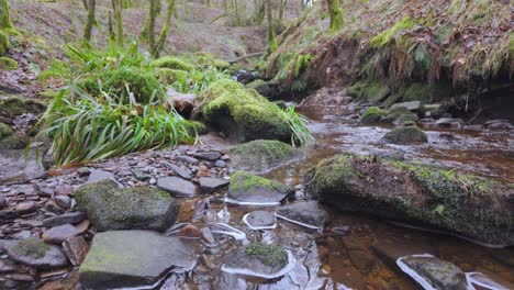 Kleiner,-Langsam-Fließender-Waldbach,-Der-Langsam-Durch-Die-Waldbäume-Fließt