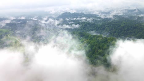 One-of-the-world's-top-10-largest-rainforests,-Indonesia-rain-forest,-a-biodiverse-haven-and-vital-carbon-sink-crucial-for-global-climate-stability