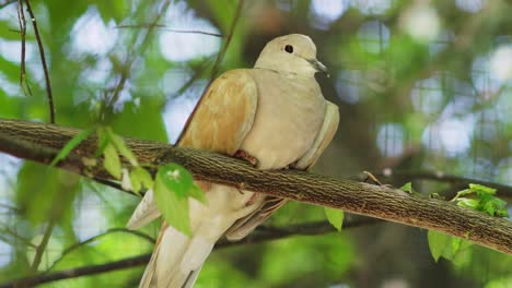 Collared-Dove-Sitting-On-Tree-Branch-In-The-Forest