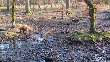 Wild-boar-looking-for-something-to-eat-in-the-forest