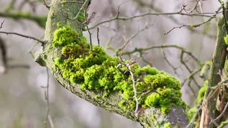 Woodland-views-of-a-tall-tree-covered-in-moss