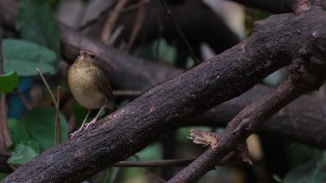 Descansando-Sobre-Una-Rama-Caída-Mirando-Hacia-Arriba-Y-Luego-Mueve-Su-Cabeza,-Siberian-Blue-Robin-Larvivora-Cyane,-Tailandia