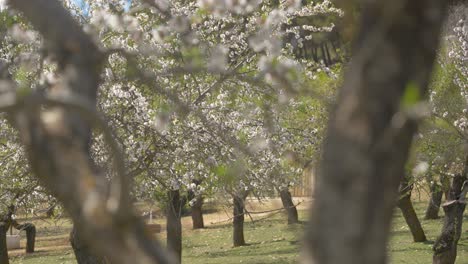 Kirschblütenstämme-Auf-Dem-Feld
