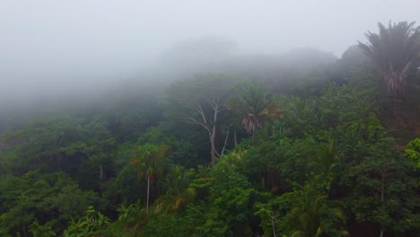 Approaching-drone-shot-of-the-towering-trees-in-the-jungles-of-the-tropical-forest-of-Minca,-Colombia,-in-South-America