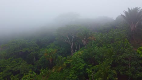 Toma-De-Drones-Acercándose-A-Los-Imponentes-árboles-En-Las-Selvas-Del-Bosque-Tropical-De-Minca,-Colombia,-En-Sudamérica.