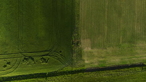 Contrasting-agricultural-fields-in-dardanelle,-arkansas,-under-the-sunlight,-aerial-view