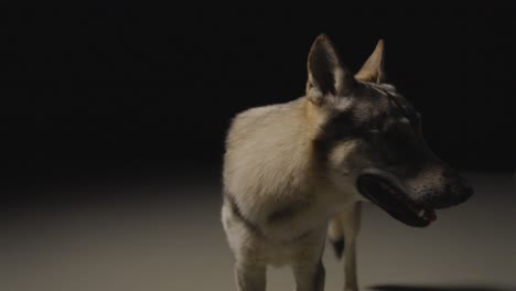 Perro-Lobo-En-Un-Ambiente-De-Estudio-Oscuro.