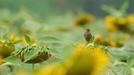 Mirando-A-Su-Alrededor-Mientras-La-Cámara-Se-Aleja-Mientras-Está-Posado-Sobre-Una-Flor,-Pied-Bushchat-Saxicola-Caprata,-Tailandia