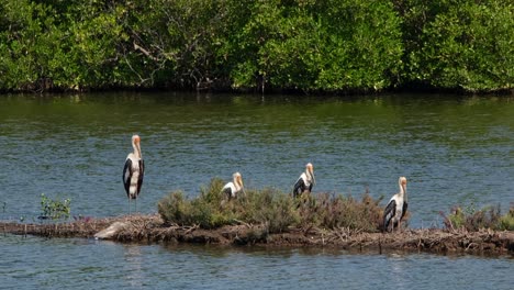 Vier-Individuen-Blicken-Nach-Rechts,-Während-Sie-Auf-Einem-Damm-Ruhen,-Bemalter-Storch-Mycteria-Leucocephala,-Thailand