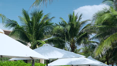 Coconut-Palm-Trees-Swaying-in-Slow-Motion-Against-Blue-Sky-and-White-Parasols-or-Beach-Umbrellas-in-Foreground