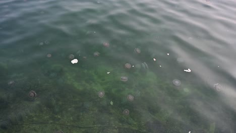 On-February-24,-2024,-Fried-egg-jellyfish-swims-on-the-surface-of-the-seawater-along-the-coastline-of-Sharjah-in-the-United-Arab-Emirates