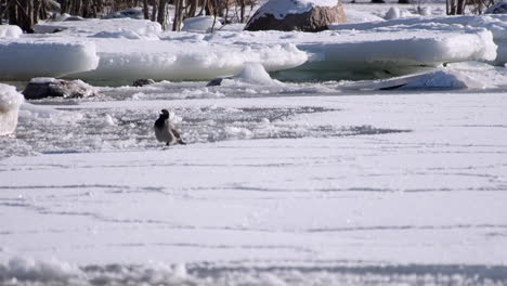 Defocused-crow-walks-on-moving-frozen-ice-of-Baltic-Sea-near-shore