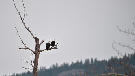 Majestätische-Wächter:-Weißkopfseeadler-Der-Cooney-Bay