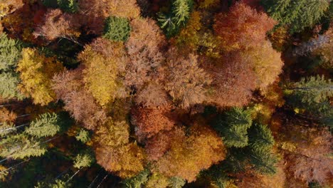 Coloridos-árboles-Otoñales-Cerca-Del-Lago-Sfanta-Ana-En-Harghita,-Rumania,-Vista-Aérea