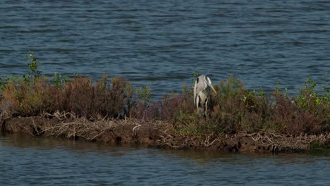 Facing-to-the-left-then-turns-its-head-down-to-the-right-suddenly-paying-attention-to-a-movement-of-a-possible-meal,-Grey-Heron-Ardea-cinerea,-Thailand