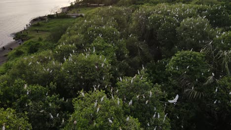 Aerial-view,-flock-of-egrets