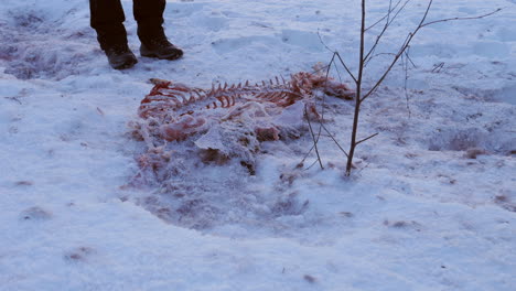 Person-approaches-animal-skeleton-in-snowy-landscape,-remnants-of-fur-and-blood-visible