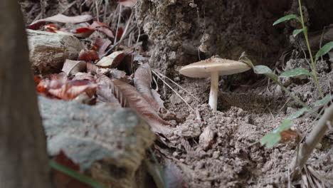 Single-mushroom-growing-in-a-forest,-close-up-shot-of-the-fungi-among-leaves-and-soil