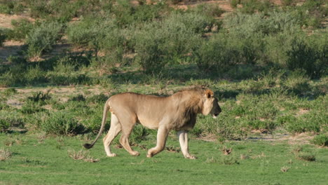 León-Caminando-En-El-Campo-De-Hierba---Tiro-De-Seguimiento