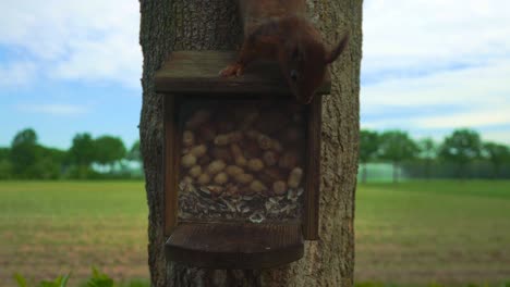 Peanut-and-walnut-waiting-for-hungry-squirrel-who-takes-a-nut-and-escapes-quickly-away