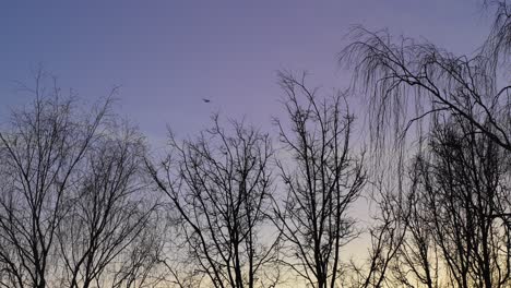 Silhouette-Der-Vögel-Fliegen-In-Den-Himmel-Bei-Sonnenuntergang-Mit-Bäumen-Im-Hintergrund