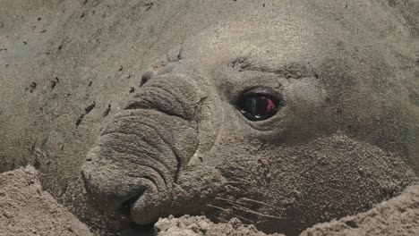 A-large-male-elephant-seal-in-the-sand-looking-around-and-breathing-through-his-proboscis-nose