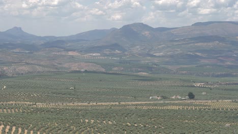 Olivar-Con-Una-Carretera-Y-Montañas-Al-Fondo