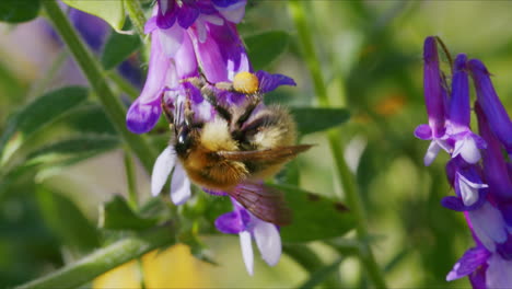Biene-Auf-Blume-Im-Garten-An-Einem-Sonnigen-Tag