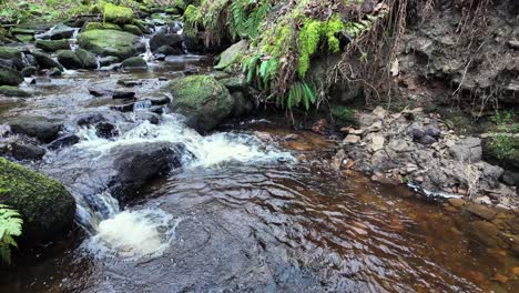 Small,-slow-moving-woodland-stream,-flowing-slowly-through-the-forest-trees