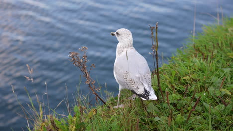 Lonely-Seagull-on-Coastline-of-Isle-of-Skye,-Scotland-UK,-Close-Up-Slow-Motion