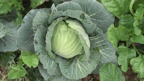 El-Repollo-Ha-Sido-Cultivado-En-El-Campo.