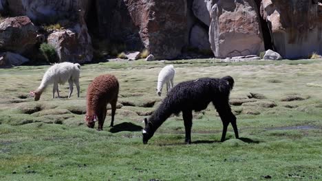 Adorable-llamas-graze-grass-in-lumpy-meadow-by-rock-cliff-in-Bolivia