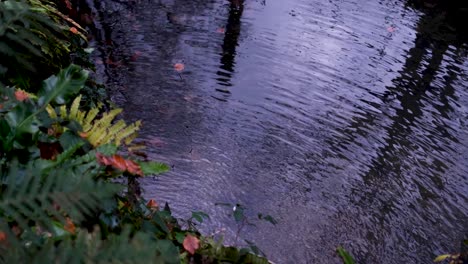 Scenic-view-of-ripples-on-surface-of-mill-pond-water-surrounded-by-ferns-and-plants-in-woodland-forest-of-rural-English-countryside