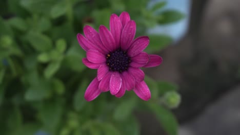 Im-Park-Blüht-Eine-Rosa-Dimorphotheca-Blume