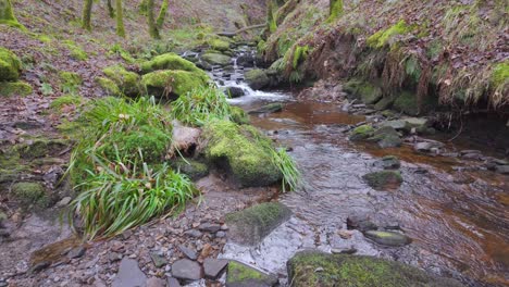 Small,-slow-moving-woodland-stream,-flowing-slowly-through-the-forest-trees